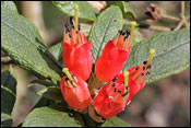 Rhododendron spinuliferum