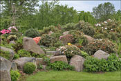 where many slow-growing rhododendrons grow