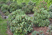 The common feature of all these rhododendrons is the beauty of their foliage