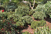 Still the foliage