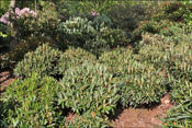 Still the foliage