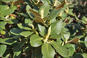 R. sphaeroblastum