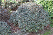 R. tsariense