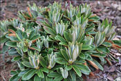 Beauty of foliage