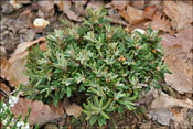 Beauty of foliage