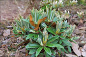 The indumentum has a different color depending on its age