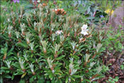 Still the foliage