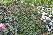 A naturally compact hedge