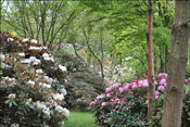 Rhododendrons with foliage everywhere