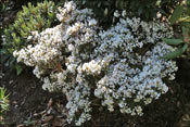 Small ones like this <I>R. primuliflorum</I>