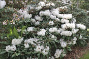 Or larger ones like this hybrid of <I>R. yakushimanum</I> by <I>R. rex</I>