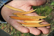 Svend shows me the variety of indumentums of <I>R. roxieanum</I>
