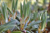 R. longesquamatum