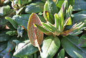 R. bathyphyllum: natural hybrid between <I>R. proteoides</I> and <I>R. aganniphum</I>