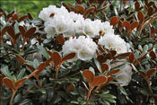 When the beauty of the foliage combines with that of the flowers