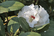 R. sikangense var. sikangense