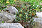 R. roxieanum