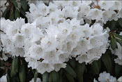 White Dane is a splendid Danish hybrid