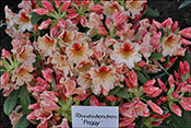 Rhododendron Peggy