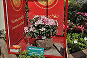 Un rhododendron INKARHO