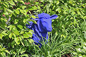 Le Meconopsis d�teindrait-il ?