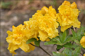 Frilly Lemon. Parent� inconnue