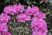 Hampshire Belle : parent� inconnue