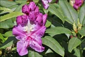 Mrs. Davies Evans : parent� inconnue