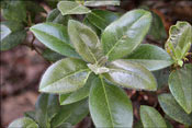 Cilpinense : ciliatum x moupinense