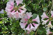 Pink Gin : yunnanense x Lady Rosebery