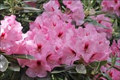 Tequila Sunrise : yakushimanum x Borde Hill