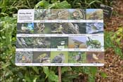 Les rhododendrons sont �tiquett�s et les oiseaux sont identifi�s