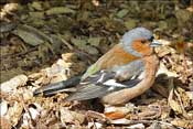 Chaffinch d'apr�s la borne d'identification. Pinson chez nous