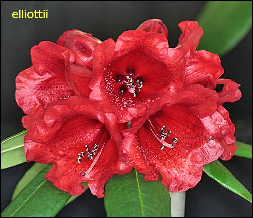 Rhododendron elliottii