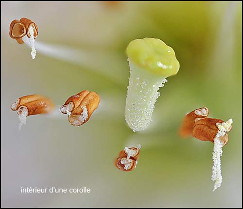 int�rieur de la corolle d'un rhododendron