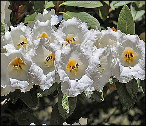 Rhododendron Mi Amor