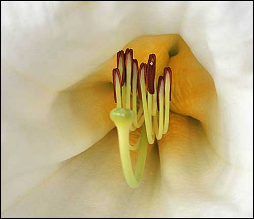 Rhododendron Mi Amor