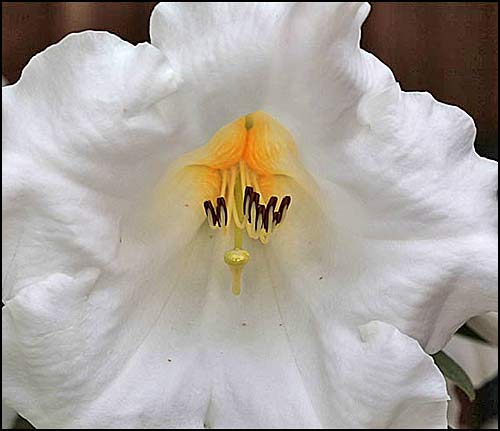 Rhododendron Mi Amor
