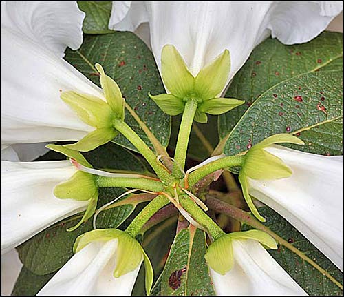 Rhododendron Mi Amor