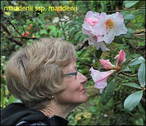 Rhododendron maddenii ssp. maddenii