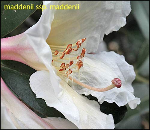 Rhododendron maddenii ssp. maddenii