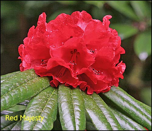 Rhododendron Red Majesty