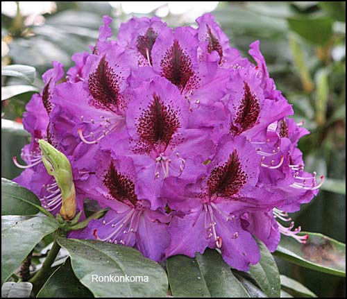 rhododendron Ronkonkoma