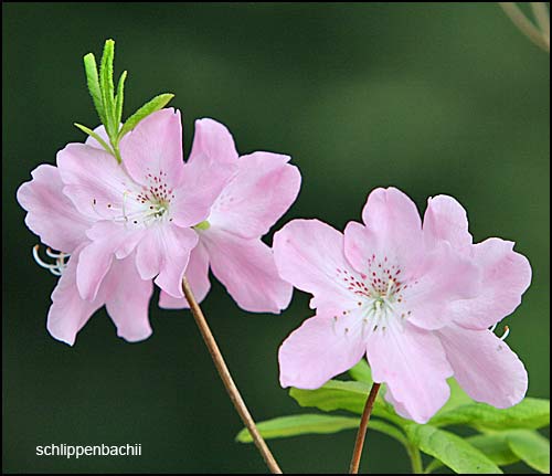 rhododendron schlippenbachii