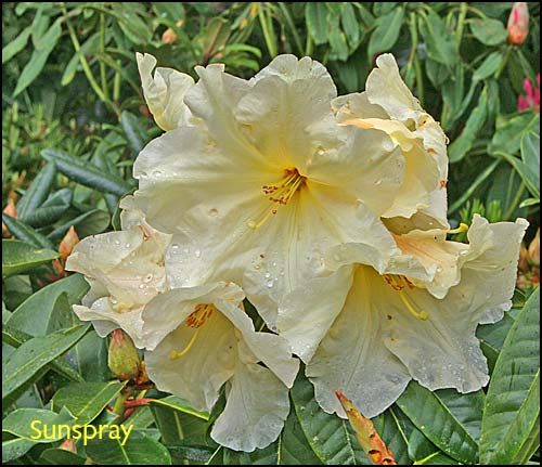 Rhododendron Sunspray