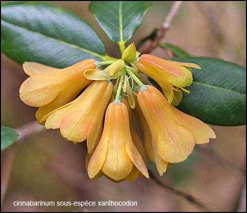 rhododendron cinnabarinum sous-ep�ce xanthocodon